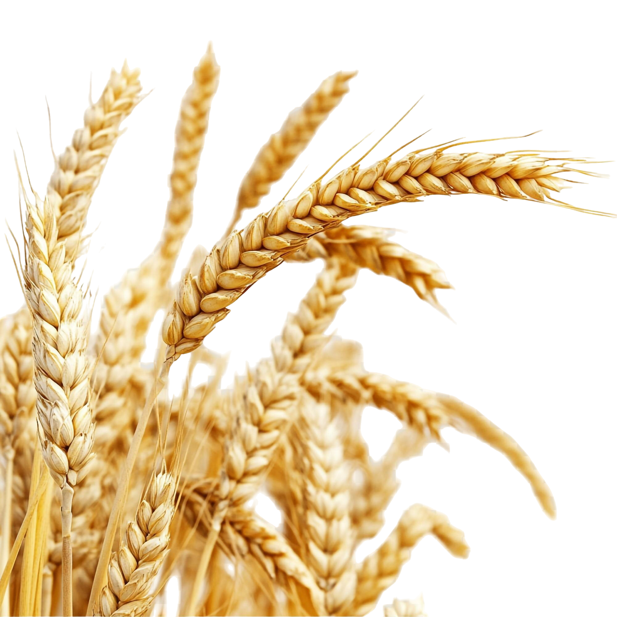 Wheat